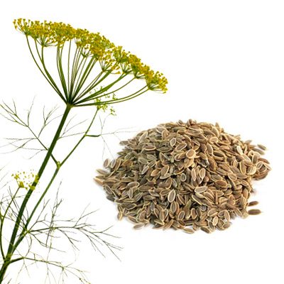 Dill Seed - Whole